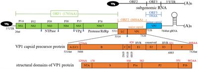 Update on feline calicivirus: viral evolution, pathogenesis, epidemiology, prevention and control